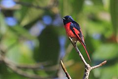 Short-billed Minivet